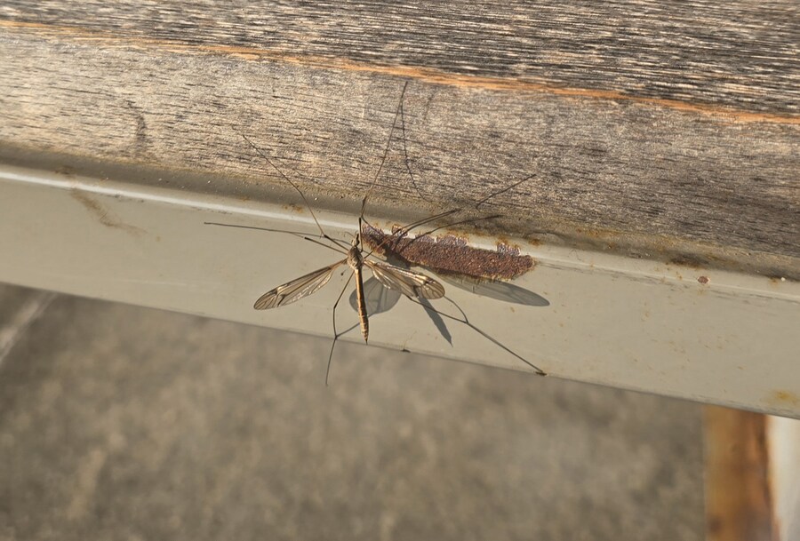 (혐) 이거 모기인가 혹시?_2.jpg