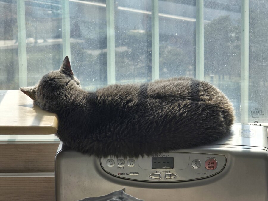 우리집 최고령 할배냥이가 냥이별로 돌아가던날.._5.jpg