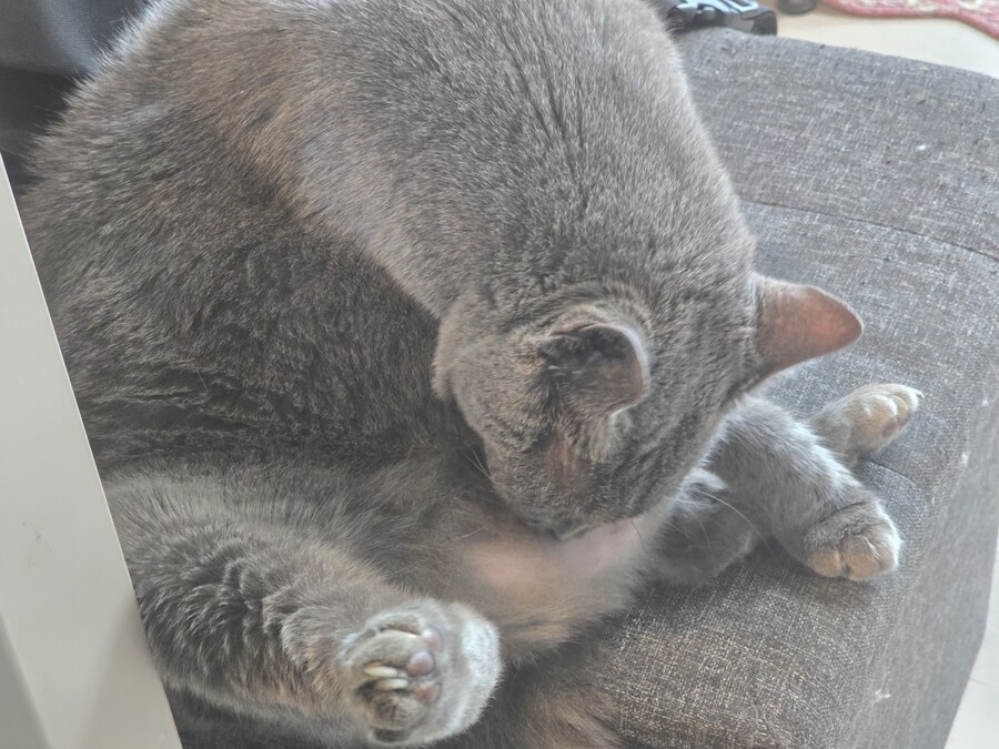 우리집 최고령 할배냥이가 냥이별로 돌아가던날.._9.jpg