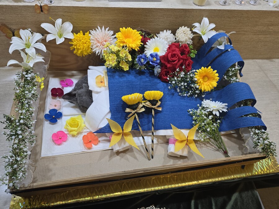 우리집 최고령 할배냥이가 냥이별로 돌아가던날.._10.jpg