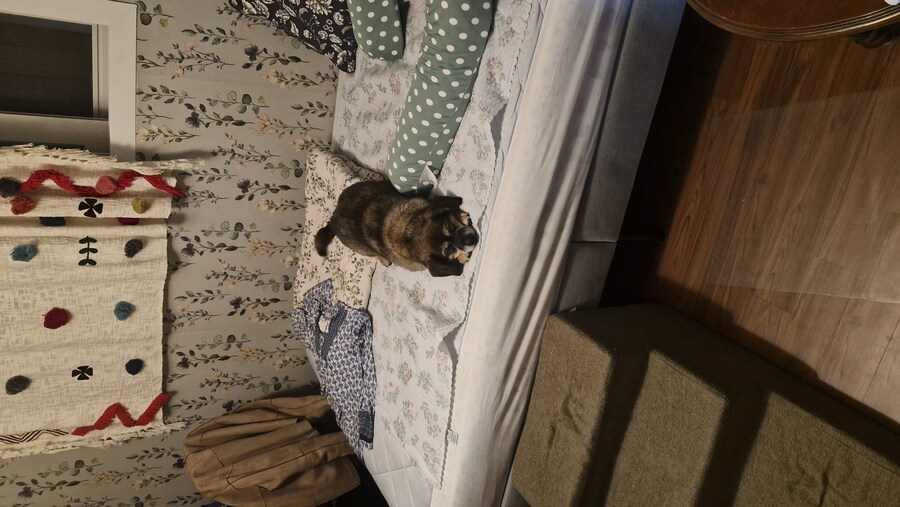 강아지)유튜브에 올려버림_2.jpg