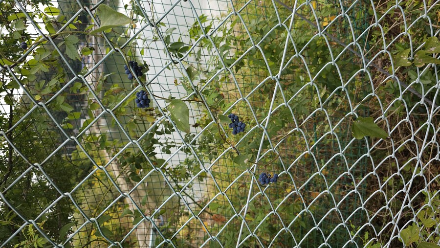 만성소화불량자의 8박9일 히로시마 여행 4일차 (타케하라2/2)_42.jpg