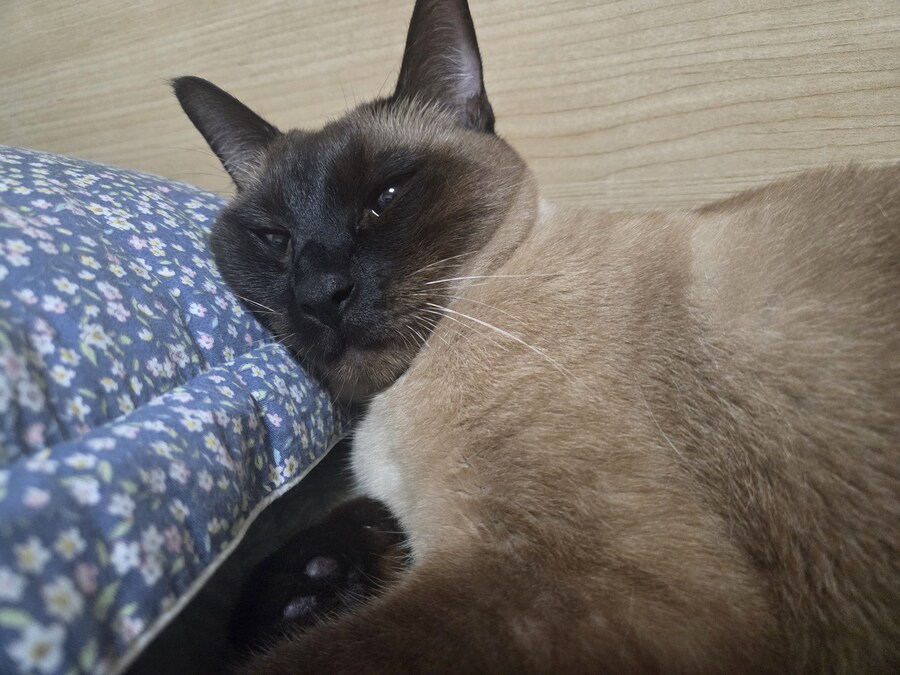 베게 베고 자는 고양이 본 적 있나요?_1.jpg