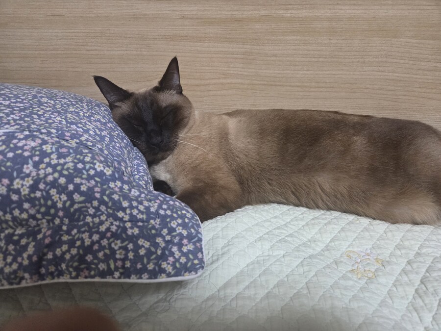 베게 베고 자는 고양이 본 적 있나요?_5.jpg