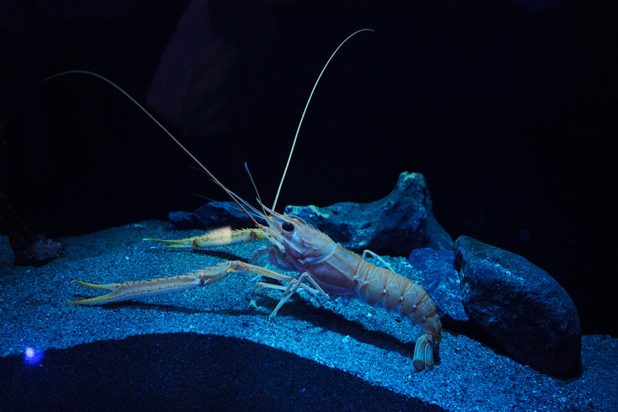 살짝 징그럽 주의) 누마즈 심해수족관_8.jpg