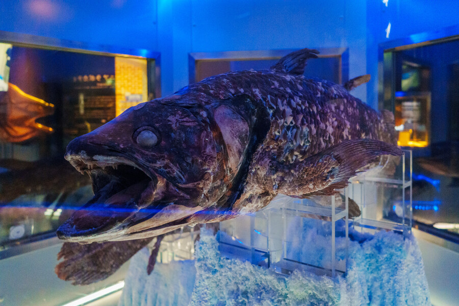 살짝 징그럽 주의) 누마즈 심해수족관_15.jpg