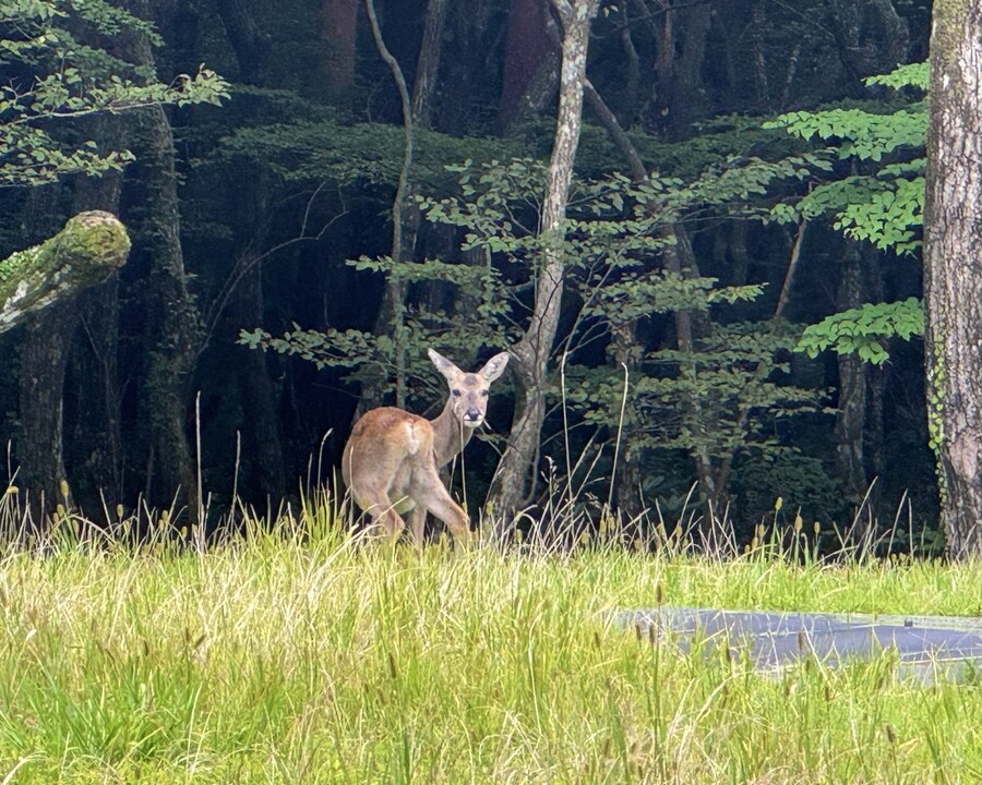 숲을 걷다 만난 좀 큰 친구들_1.jpg