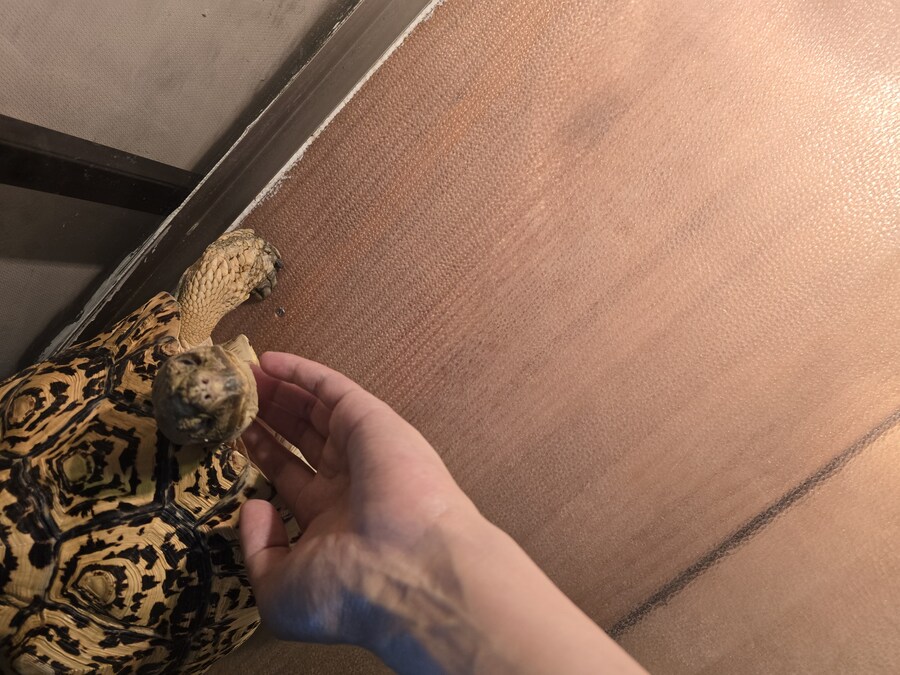 거북이 턱 쓰다듬기_2.jpg