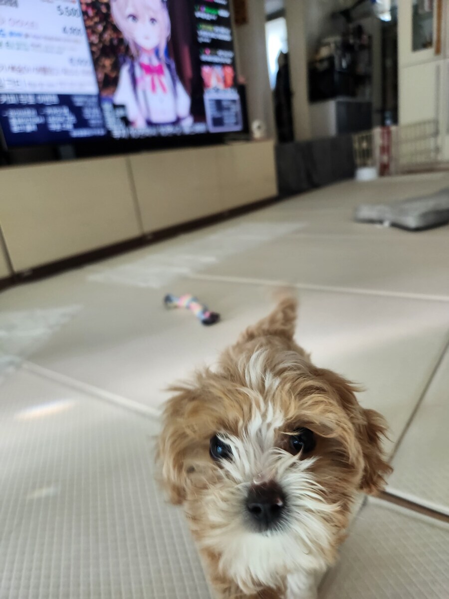 부모님이 새로 입양하신 동생입니다._10.jpg