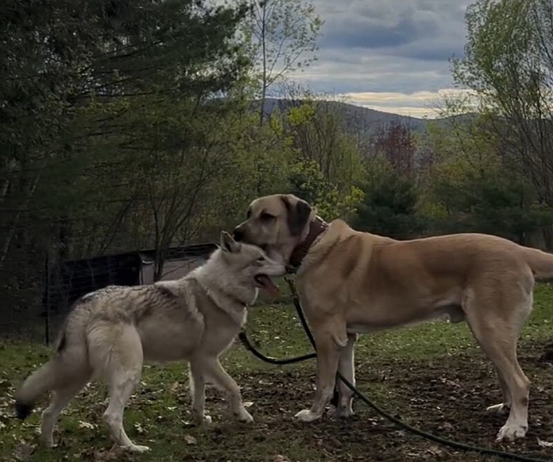 늑대가 양치기 개한테 도망가는 이유..._1.jpg
