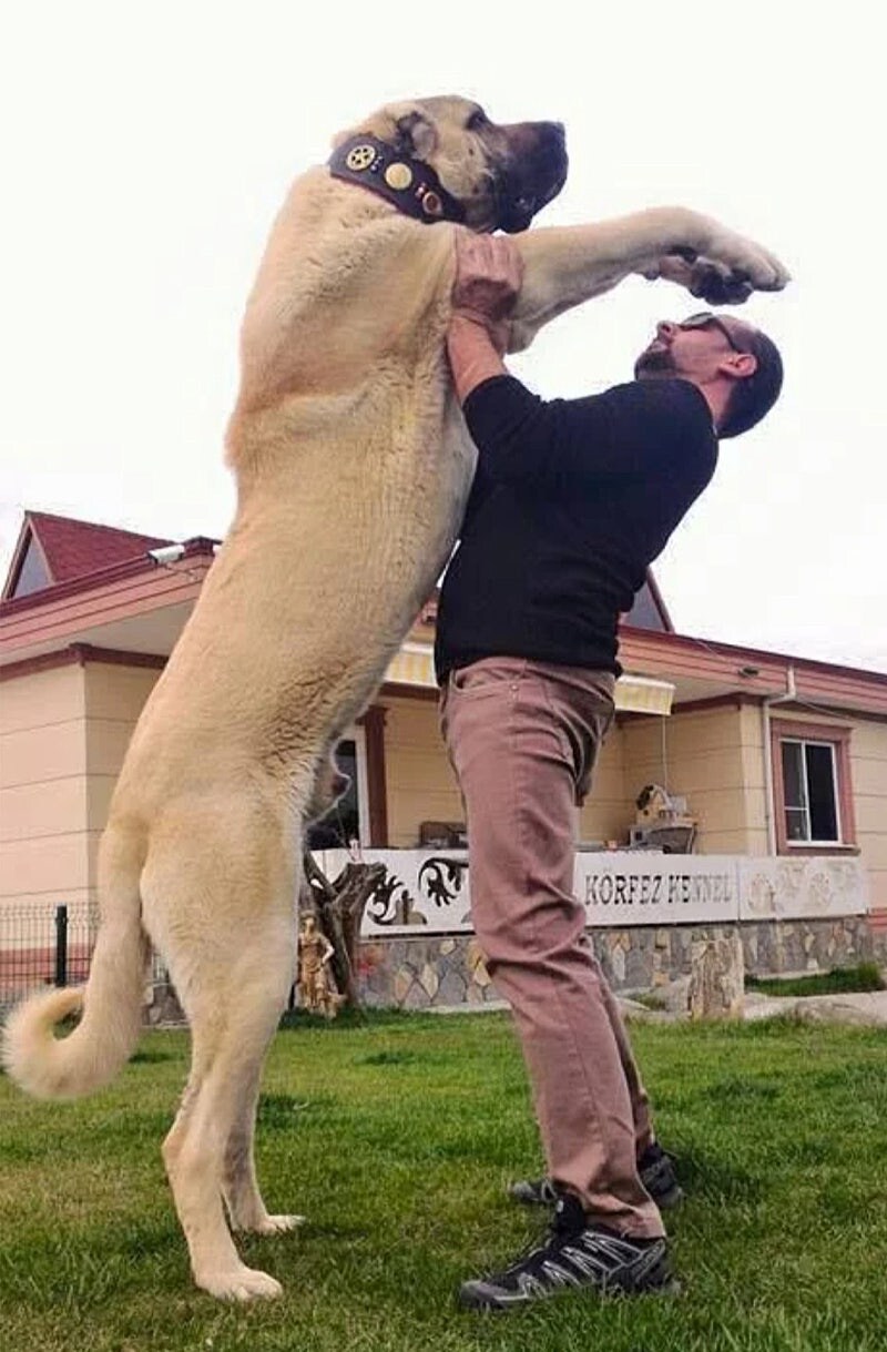 늑대가 양치기 개한테 도망가는 이유..._3.jpg