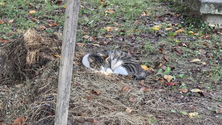 만성소화불량자의 8박9일 히로시마 여행 5일차 (오노미치)_50.jpg