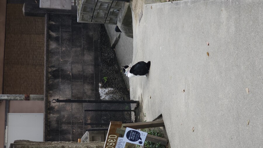 만성소화불량자의 8박9일 히로시마 여행 5일차 (오노미치)_79.jpg