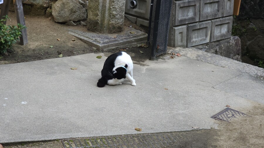 만성소화불량자의 8박9일 히로시마 여행 5일차 (오노미치)_80.jpg