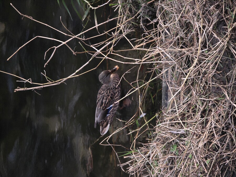 오늘 걷다가 찍은 오리 사진 볼래?_1.jpg