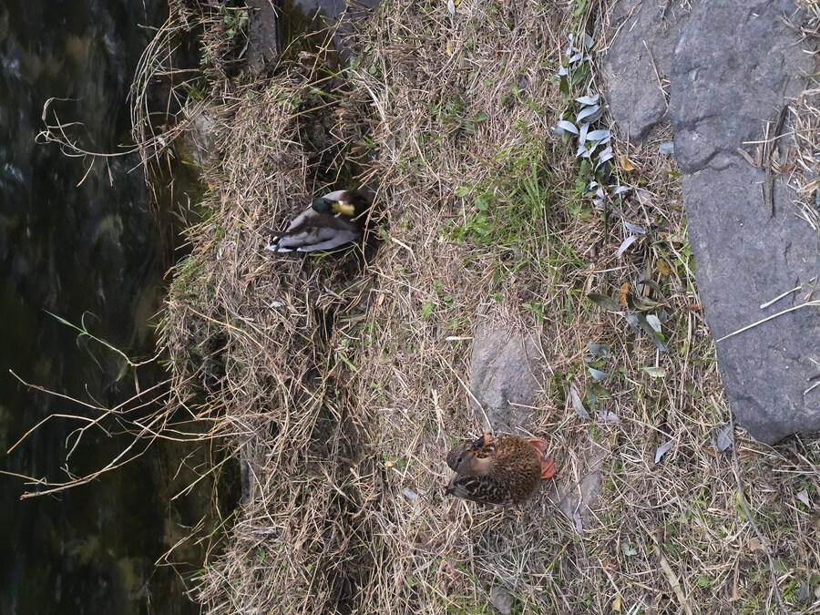 오늘 걷다가 찍은 오리 사진 볼래?_2.jpg