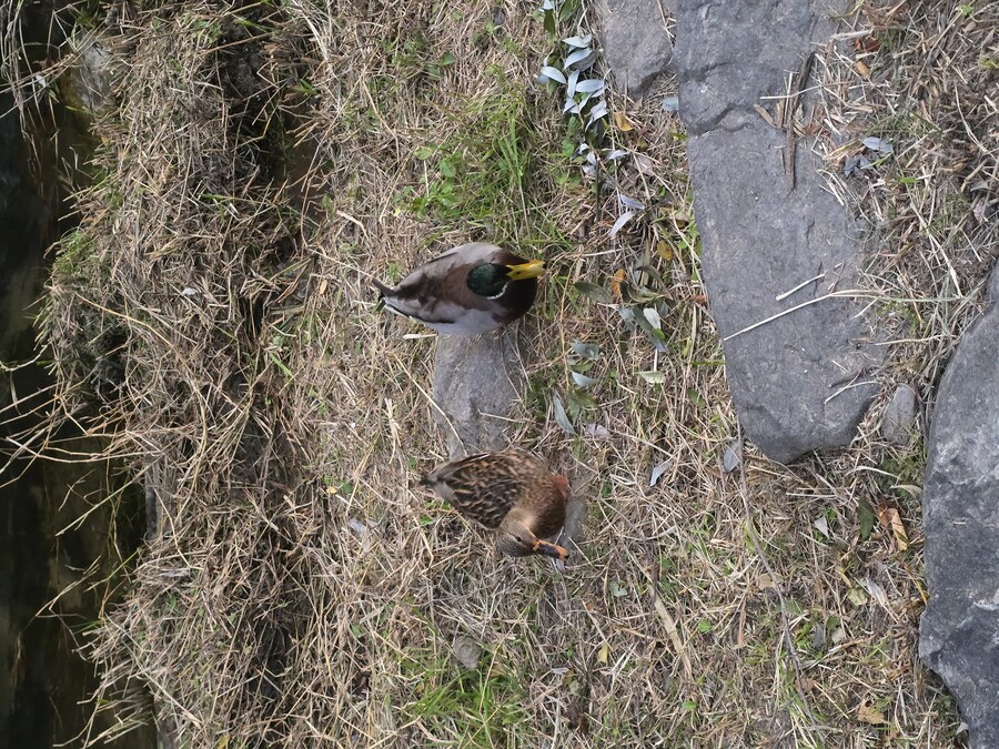 오늘 걷다가 찍은 오리 사진 볼래?_3.jpg