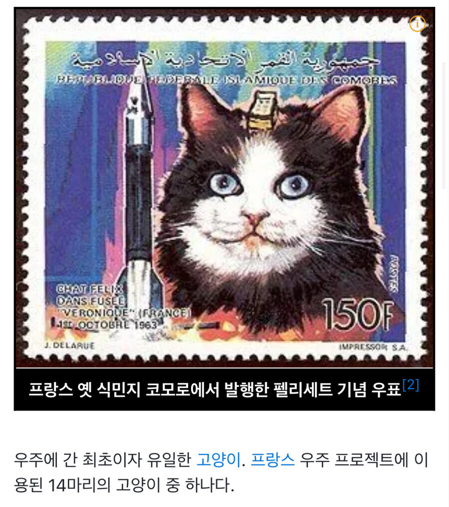 최초로 우주로간 고양이.jlg_1.jpg