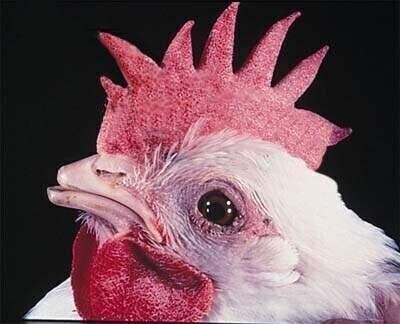 체인소맹)매일매일 강함이 오르락 내리락 할 거 같은 악마_1.jpg