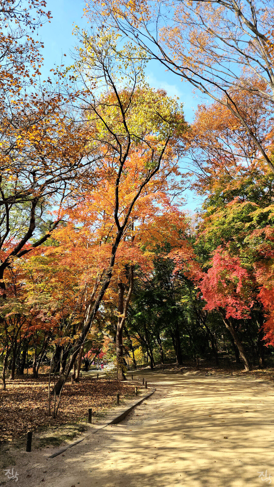 [사진많음] 창경궁, 춘당지 일원 & 가을끝자락_1.jpg