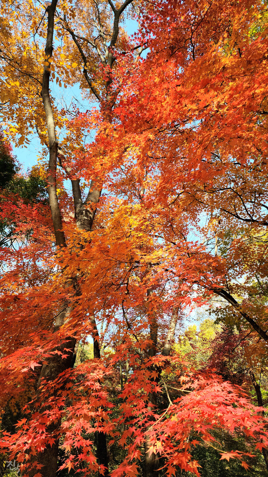 [사진많음] 창경궁, 춘당지 일원 & 가을끝자락_2.jpg