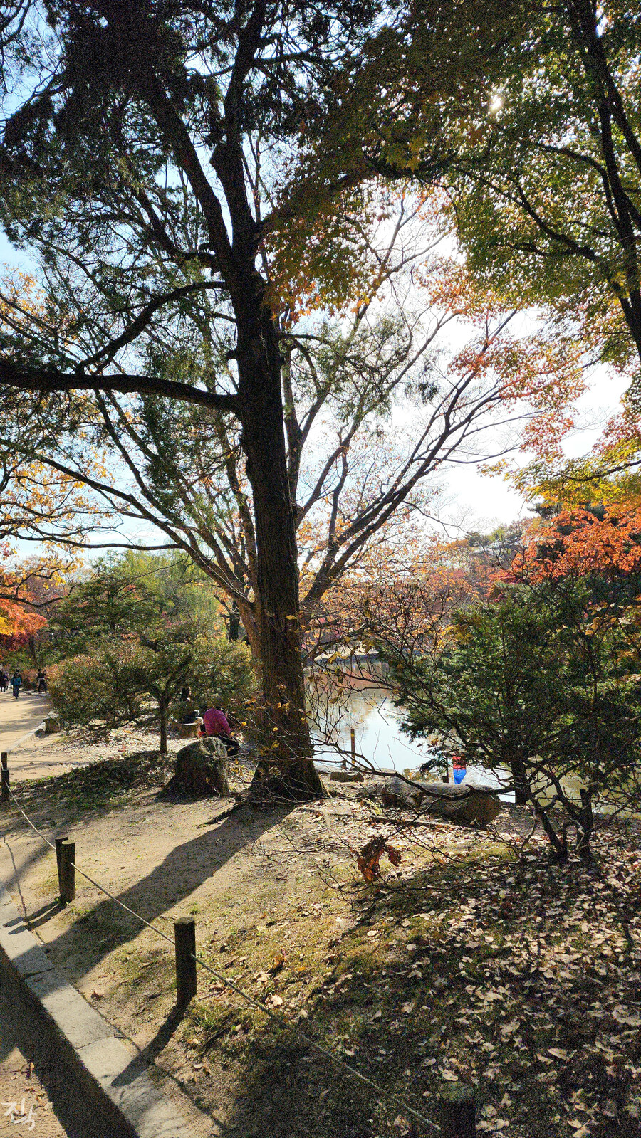 [사진많음] 창경궁, 춘당지 일원 & 가을끝자락_4.jpg