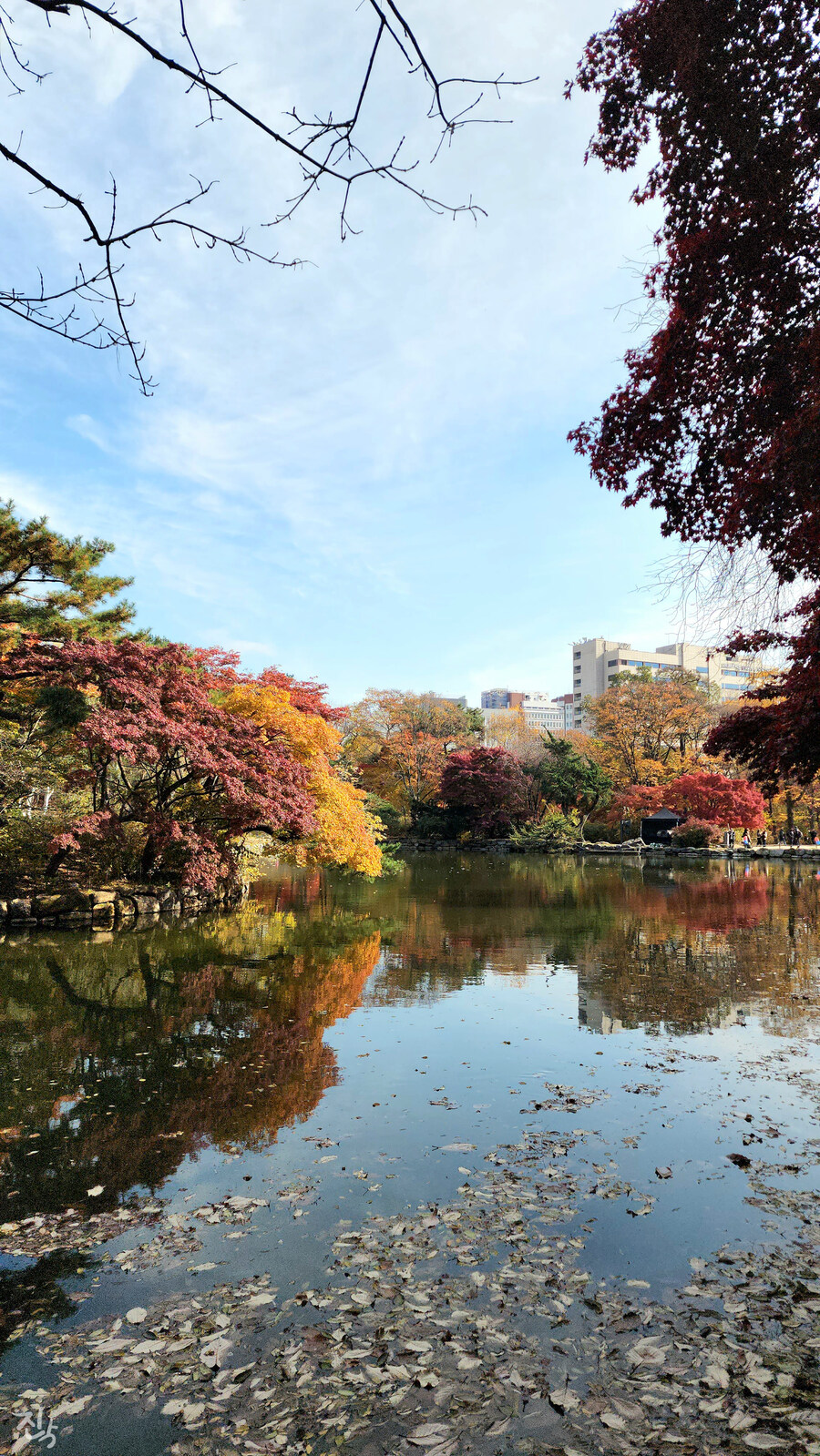 [사진많음] 창경궁, 춘당지 일원 & 가을끝자락_17.jpg