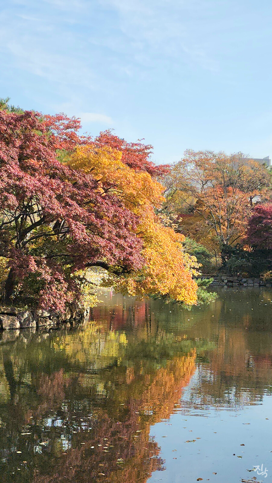 [사진많음] 창경궁, 춘당지 일원 & 가을끝자락_18.jpg