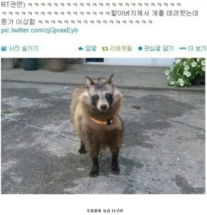 시골 할아버지가 키우는 혈통견 . jpg_1.jpg