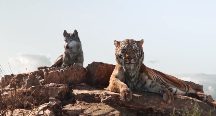 [정글북:소년 모글리] 호랑이 vs 늑대_25.jpg