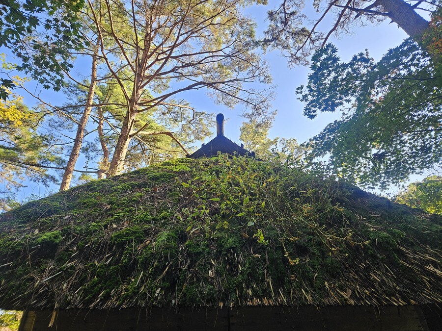 단풍과 이끼. 니가타 9박10 여행 - 2_5.jpg