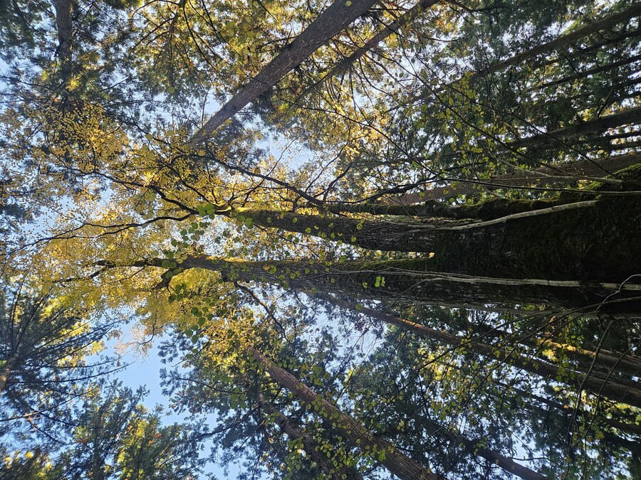 단풍과 이끼. 니가타 9박10 여행 - 2_16.jpg