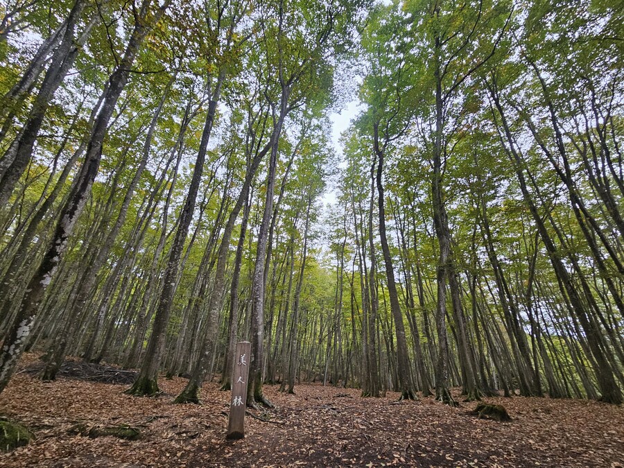 단풍과 이끼. 니가타 9박10 여행 - 2_44.jpg