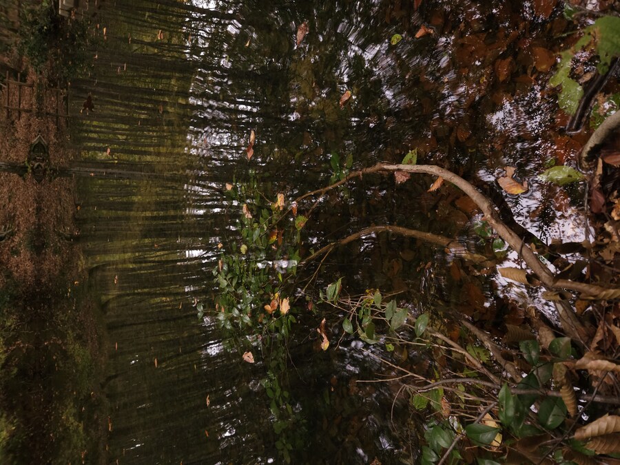 단풍과 이끼. 니가타 9박10 여행 - 2_46.jpg