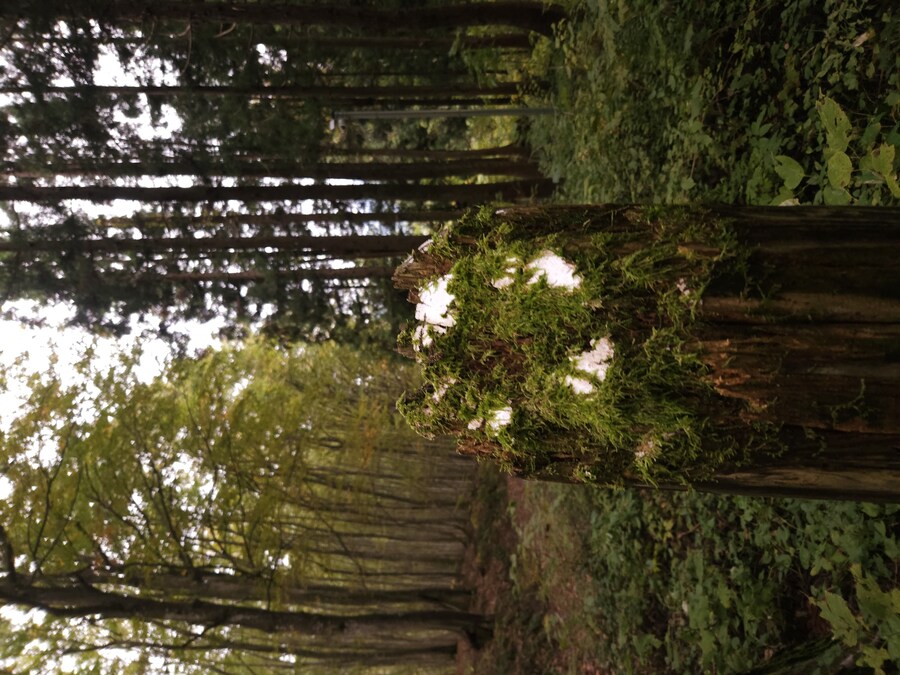 단풍과 이끼. 니가타 9박10 여행 - 2_47.jpg