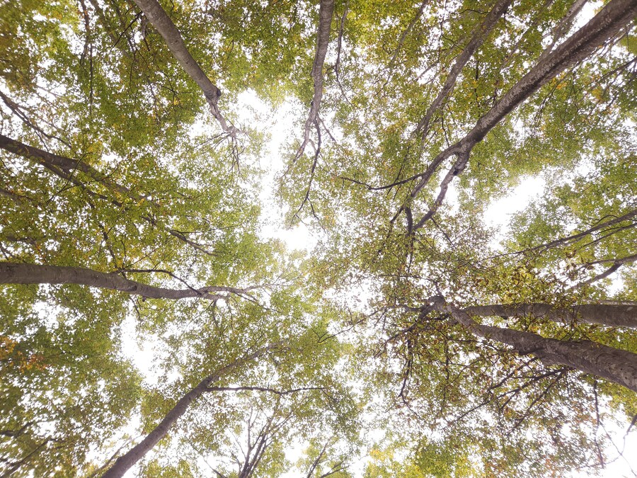 단풍과 이끼. 니가타 9박10 여행 - 2_45.jpg