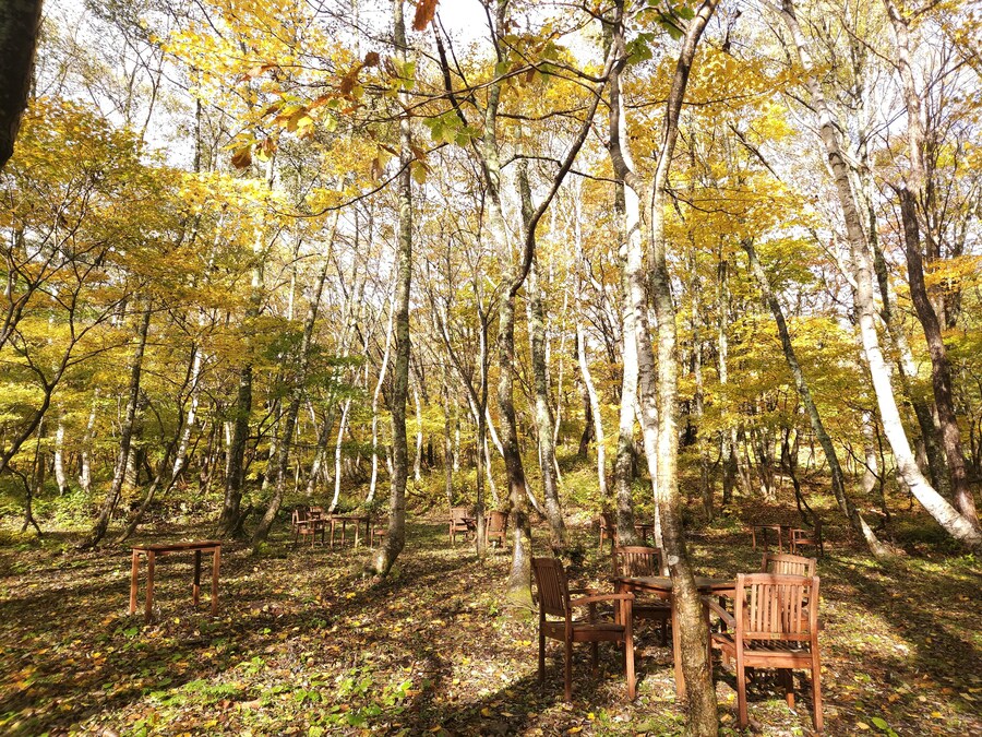 단풍과 이끼. 니가타 9박10 여행 - 3_11.jpg