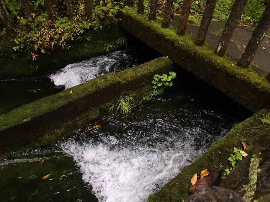 단풍과 이끼. 니가타 9박10 여행 - 3_14.jpg