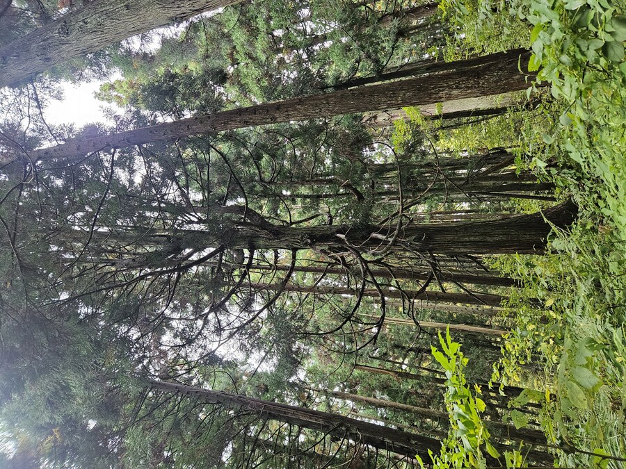 단풍과 이끼. 니가타 9박10 여행 - 3_13.jpg