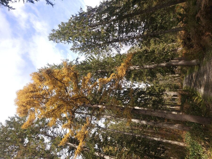 단풍과 이끼. 니가타 9박10 여행 - 3_36.jpg