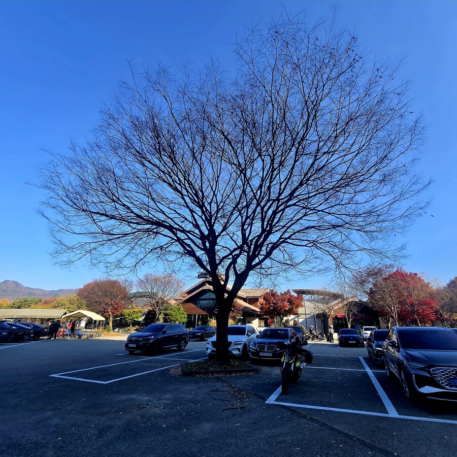 게으른 악어_2.jpg