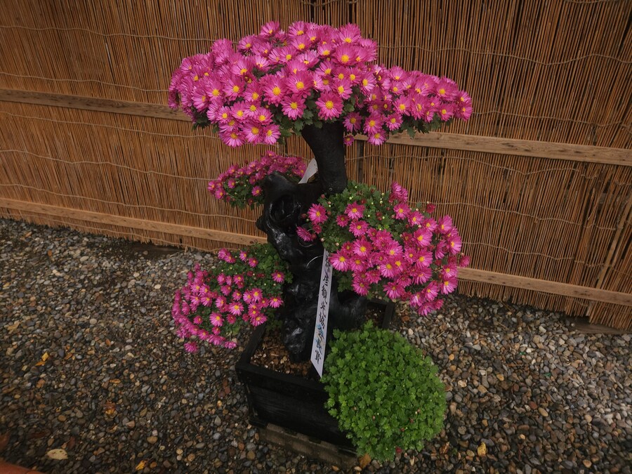 단풍과 이끼. 니가타 9박10 여행 - 4_7.jpg