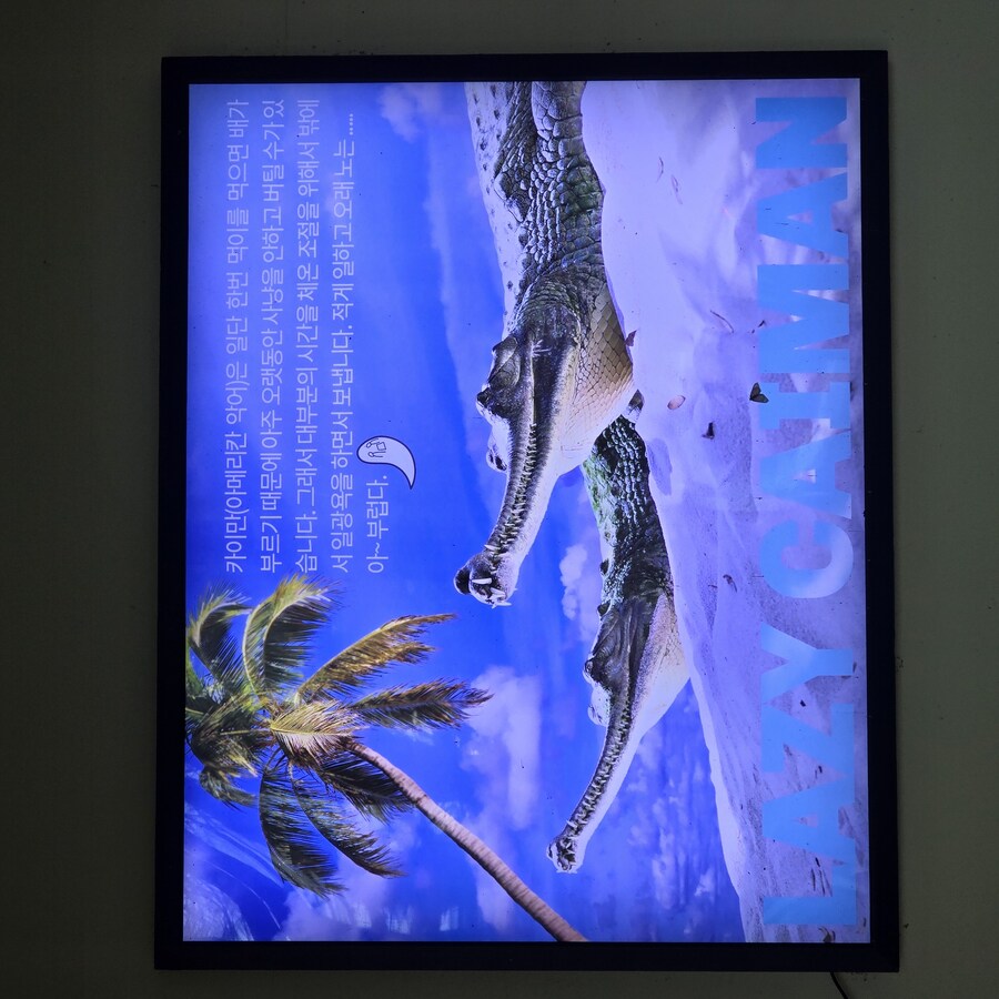 게으른 악어_12.jpg