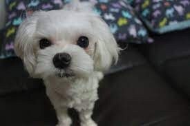 25.11.15 마르타성녀님 영의기원_4.jpg