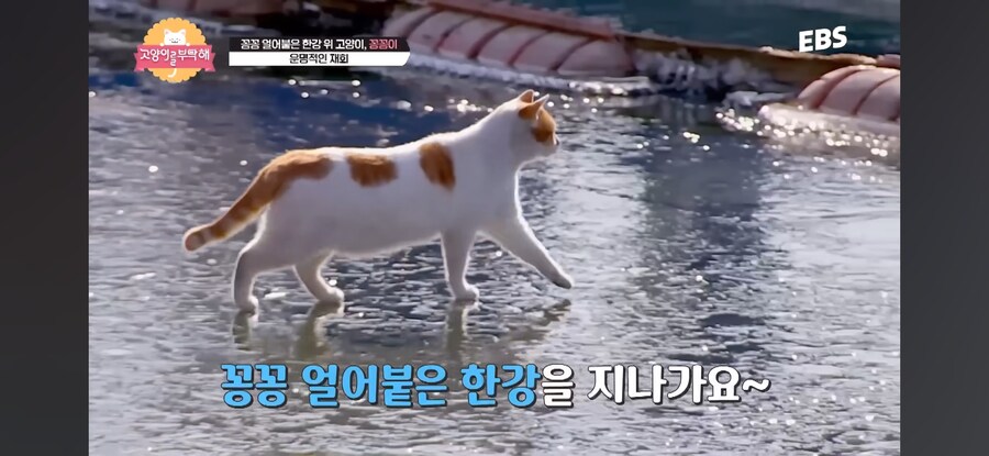 꽁꽁 얼어붙은 한강 걷던 고양이 근황_1.jpg
