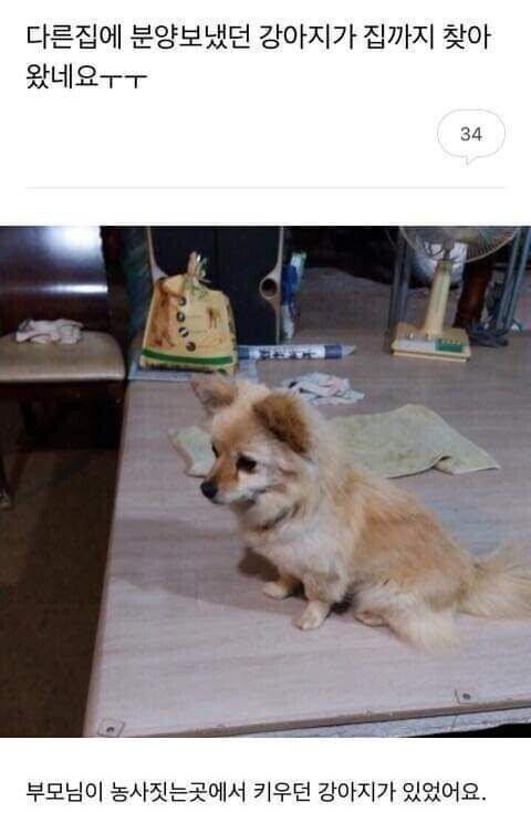 다른 집 분양 보낸 강아지가 집까지 찾아왔어요.jpg_1.jpg