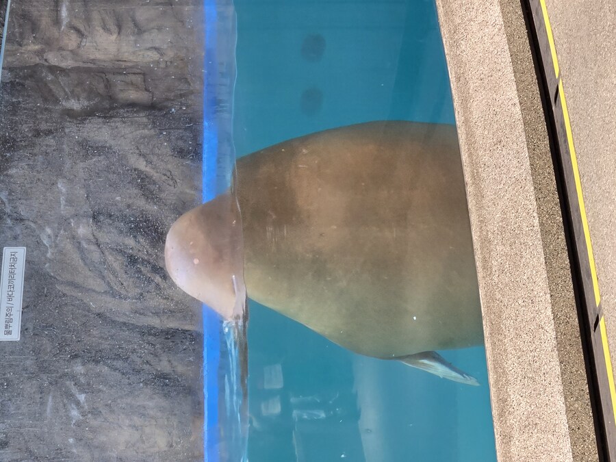 (혐주의)참수당하는 바다코끼리_1.jpg