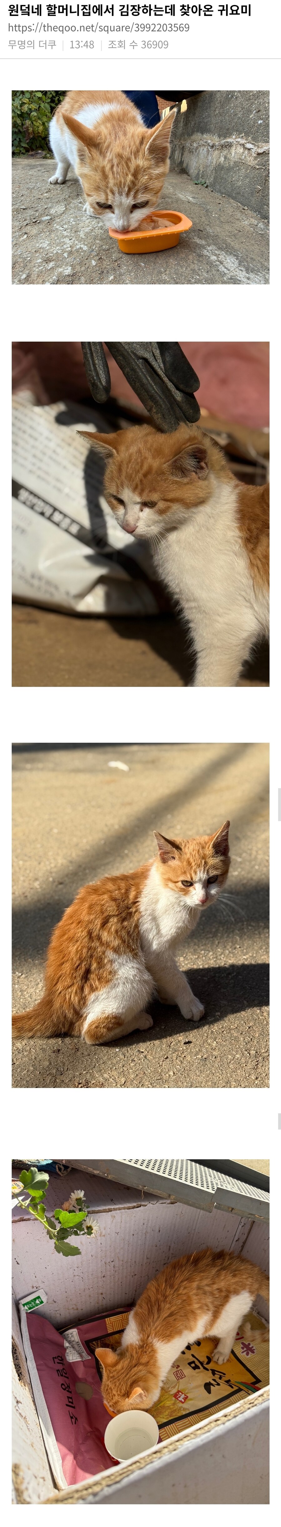 할머니집에서 김장하는데 찾아온 귀요미.jpg_1.jpg