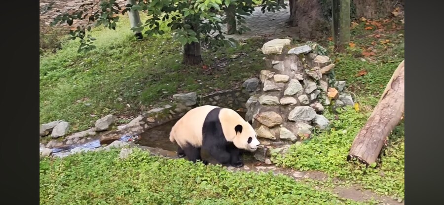 푸바오 근황_1.png