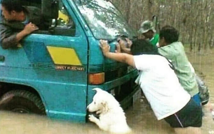 졸라 효자 멍뭉이들.jpg_2.jpg